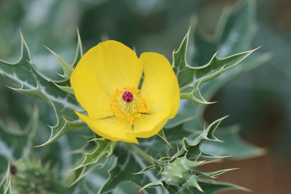 Argemone mexicana L.